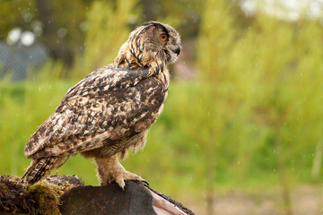 Eagle Owl, sits on a tree trunk with moss. The bird of prey is sitting in the rain, it is raining thick drops. The bird seen from the side