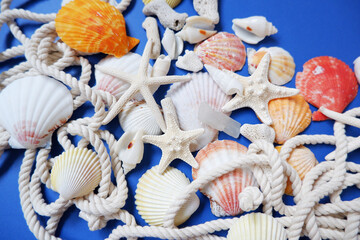 Summer greeting concept. seashells on deep blue background. Colorful seashells composition background for summer greeting card, event, banner, frame design.