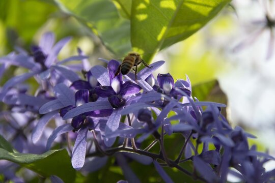 Abeille butinant une P&eacute;tr&eacute;e Volubile (Liane gris ou Liane Saint-Jean) - Petrea volubilis L.