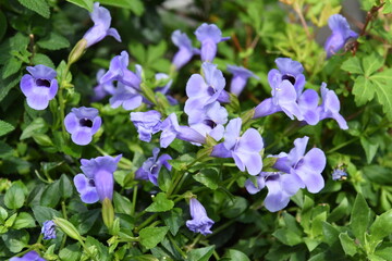 青色の花