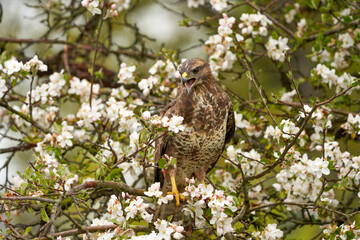 Close-up of a buzzard bird of prey sitting in a fruit tree. The apple tree is full of white blossom. The bird of prey has its beak open as it screams