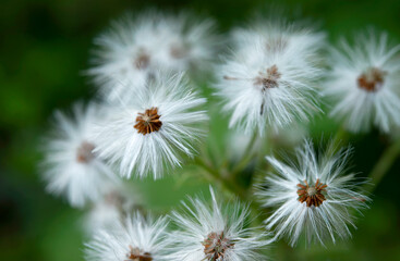 Background of dandelions. Close-up view