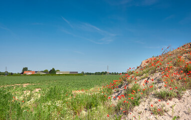 Agricultural Field And Blooming Poppy