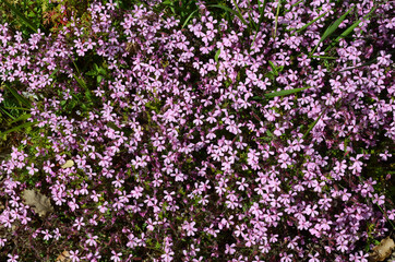 Obraz premium Rock soapwort flowers (Saponaria ocymoides), a plant used to make soap