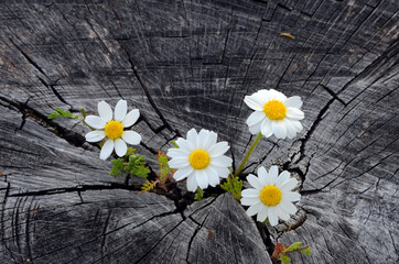 Obraz premium Chamomile flowers (Matricaria chamomilla), a widely used medicinal plant