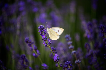 butterfly on lavender