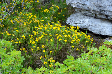 Genista (Genista hispanica) in flower