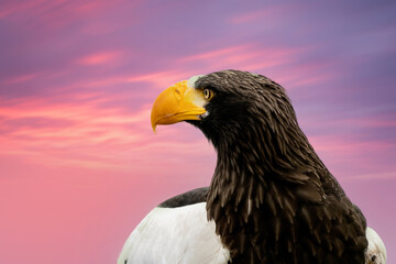 Close up of a Steller's sea eagle head. Yellow bill and eye, large nostrils. Against the background of a purple and red dramatic sky