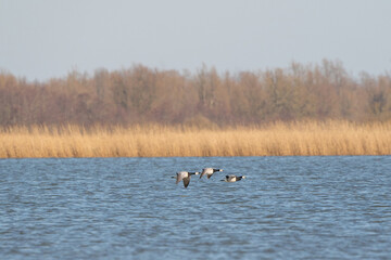 Three Barnacle Geese flying against a beautiful blue lake. Pair of large birds with white face and black head, neck and upper breast. Shallow focus action scene with reeds and trees in the background