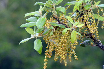 Holm oak (Quercus ilex) showing its flowers