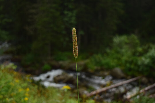 Timothy (Phleum pratense) grass with the background of the river