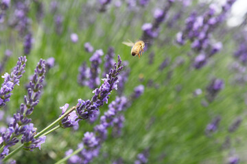 ミツバチとラベンダーの花