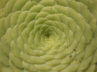 Obraz premium Close-up of plant with geometric shapes