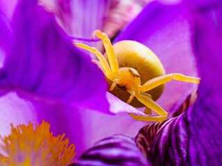 Araignée crabe femelle