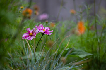 Obraz premium Garden with annual flower border in early summer