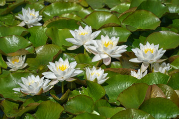 Nenuphar. Water lily. Flowers in the water.