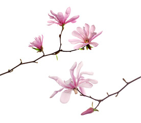 Magnolia tree branches with beautiful flowers on white background, collage