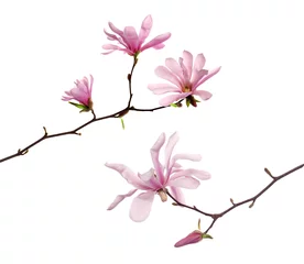 Foto op Canvas Magnolia tree branches with beautiful flowers on white background, collage © New Africa