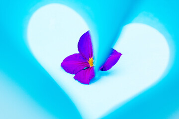A small purple flower the heart. Blue background.