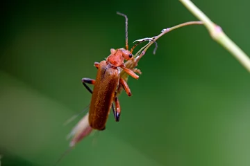 Fotobehang Variabler Weichkäfer // soldier beetle (Cantharis livida) © bennytrapp