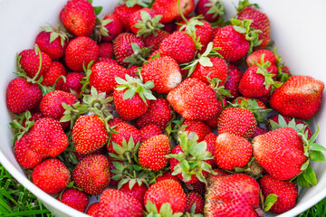 Harvest ripe, delicious strawberries, in a Cup on green grass