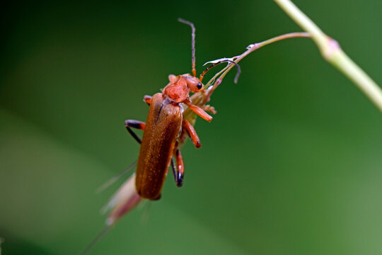 Variabler Weichk&auml;fer // soldier beetle (Cantharis livida)
