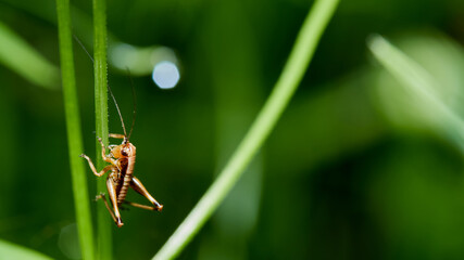 wildlife macro photo of a grasshopper