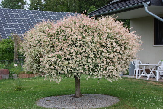 Imágenes de Harlekinweide descubre bancos de fotos, ilustraciones