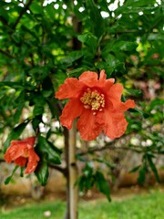 Italy, Lombardy: Pomegranate flower.