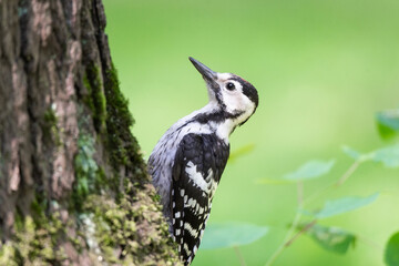woodpecker in the park on a tree