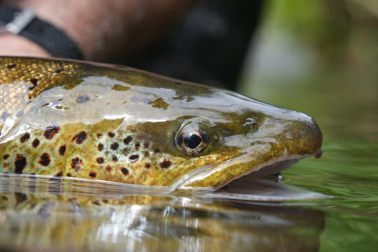 close-up of a large wild brown trout caught in a mountain river