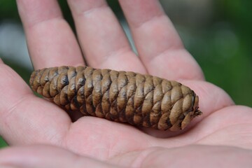 Beautiful mountain flowers of Kazakhstan