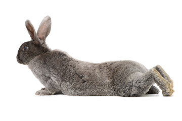 grey rabbit on a white background