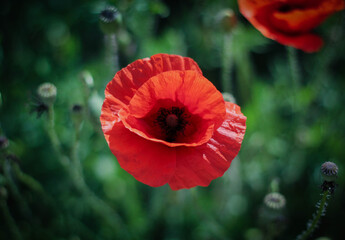 poppies surrounded by dark blurred background