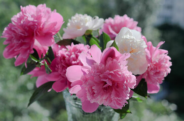 Bouquet of multi-colored peonies surrounded by rays of the sun on a blurred, green nature background