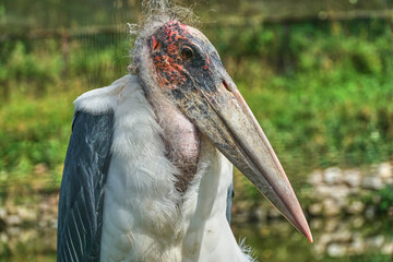 An African marabou stands in a zoo. Leptoptilos crumeniferus. The bird is large. Old grandfather. High quality FullHD footage