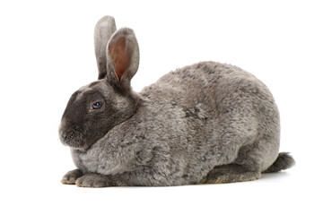 grey rabbit on a white background