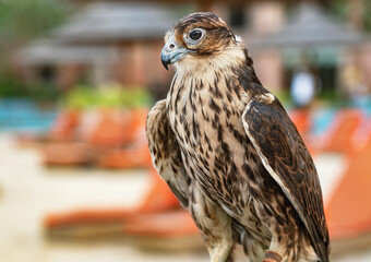 A Hawk in Kempinski Hotel - Doha - Qatar