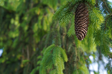 cone on a pine branch