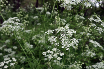 Wild flowers during springtime in The Netherland 