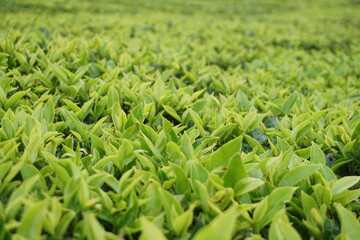 Fototapeta premium green grass background