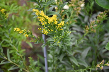 Beautiful street flowers in Jhochiat Road ,Singapore 