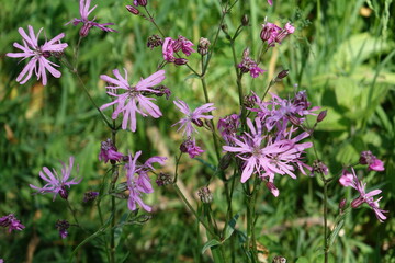 Wild flowers during springtime in The Netherland 