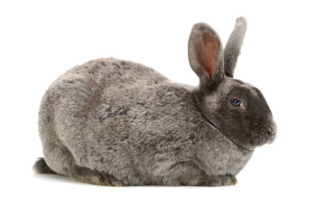 grey rabbit on a white background