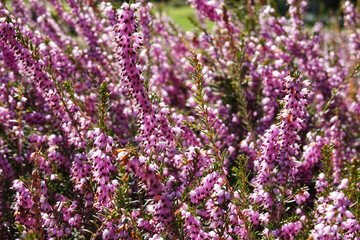 Wild flowers during springtime in The Netherland 