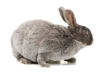 Obraz premium grey rabbit on a white background