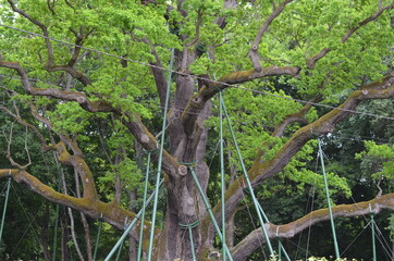 Dąb , Bartek , Zagnańsk  , Zagnańsk  dąb Bartek stary Dąb  