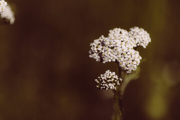 Schafgarbe © Bianca