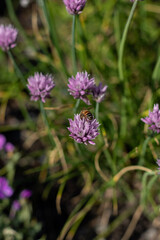 flower on a meadow