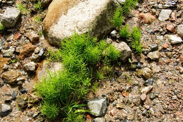 mountain plants